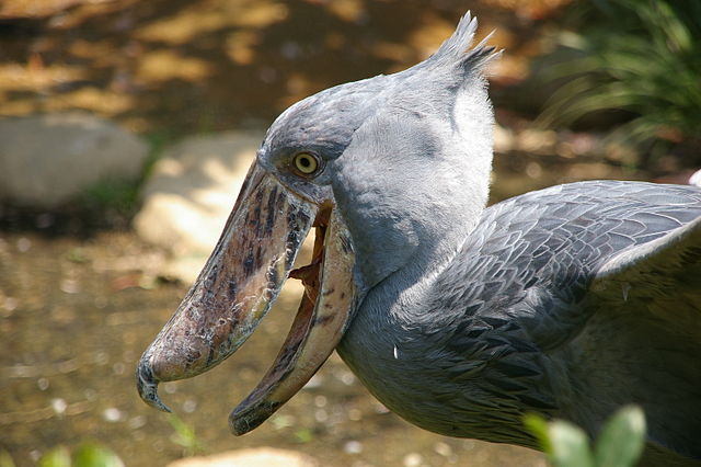 640px-Balaeniceps_rex_-Ueno_Zoo,_Tokyo,_Japan_-upper_body-8a