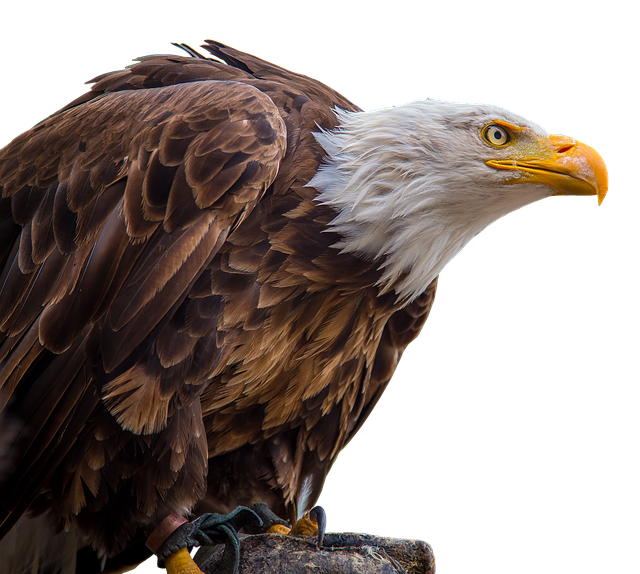 adler-2626809_640