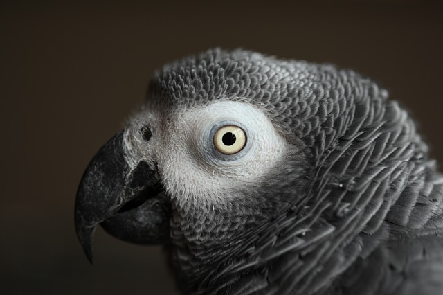 bird-3255940_640