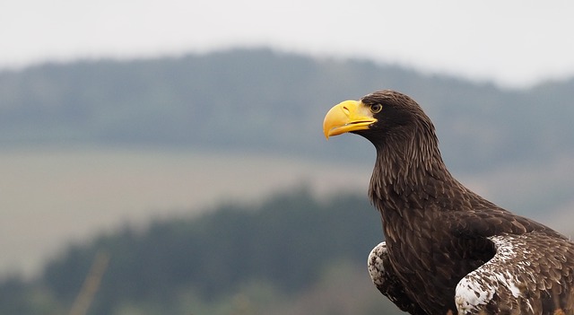 bird-3860269_640