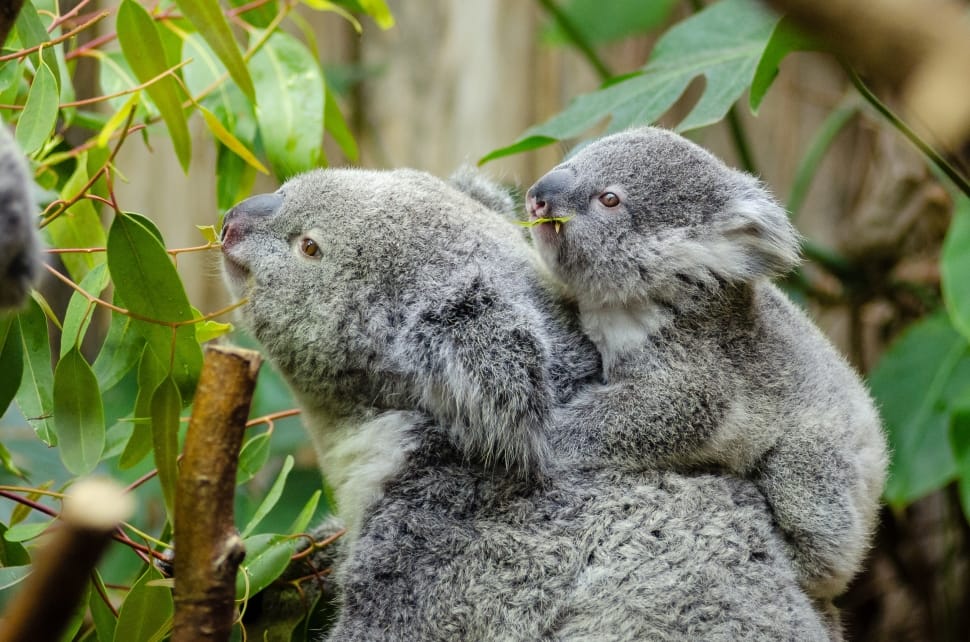 female-koala-and-her-baby-wallpaper-preview