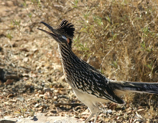 greater-roadrunner-854405_640