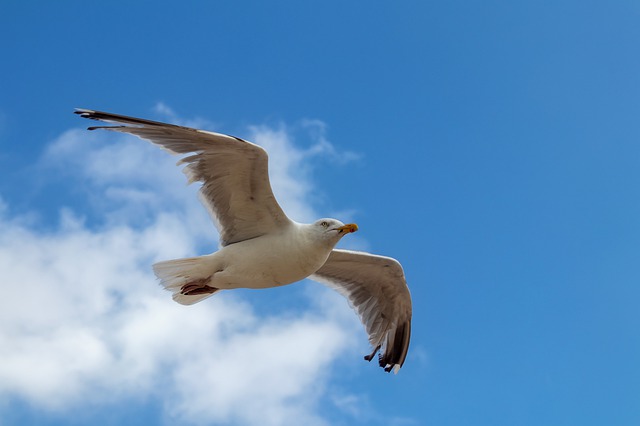 seagull-4416930_640