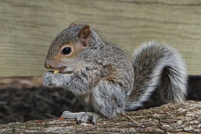 squirrel-2757706_640