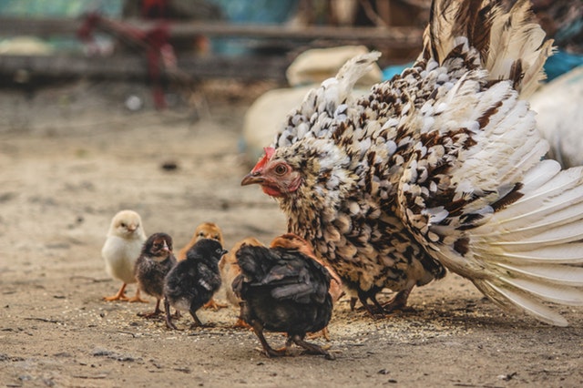 animals-blur-chicken-754308