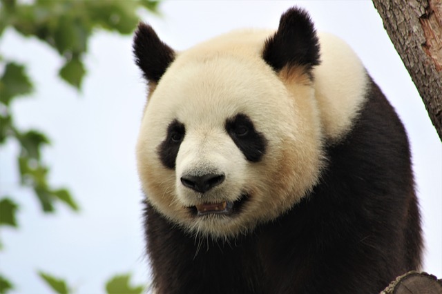 panda-4123049_640