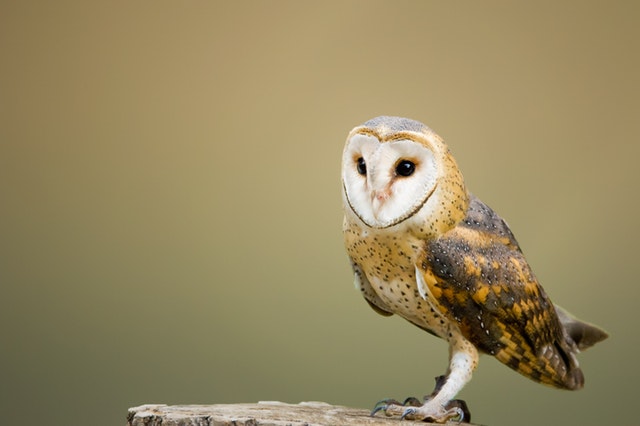 beige-and-brown-owl-on-top-of-tree-log-1526404