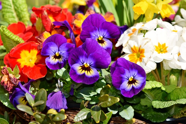 flower-3312542_640