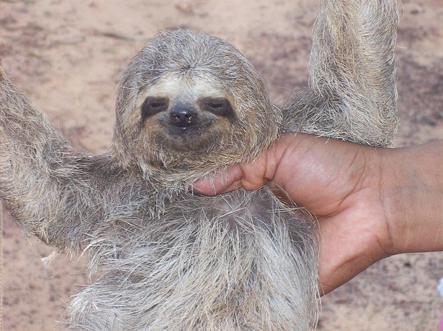 sloth-1163533_640