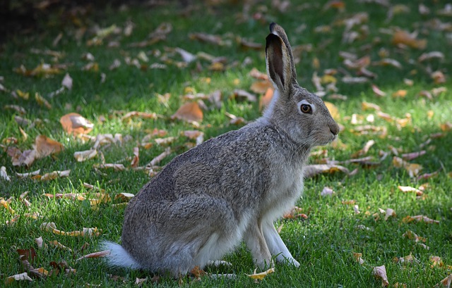 peter-rabbit-4488325_640