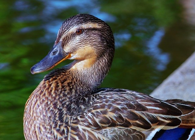 duck-3524402_640