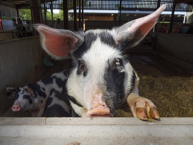 domestic-pig-2861367_640