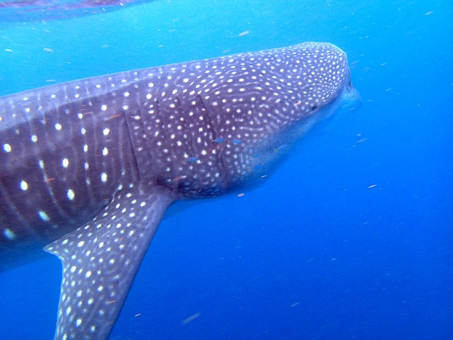 whale-shark-492644_640