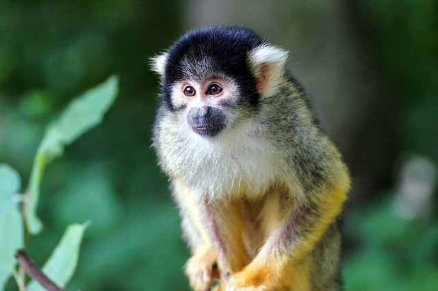 squirrel-monkey-1446665_640